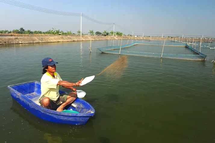 Hand-feeding shrimp in Thailand