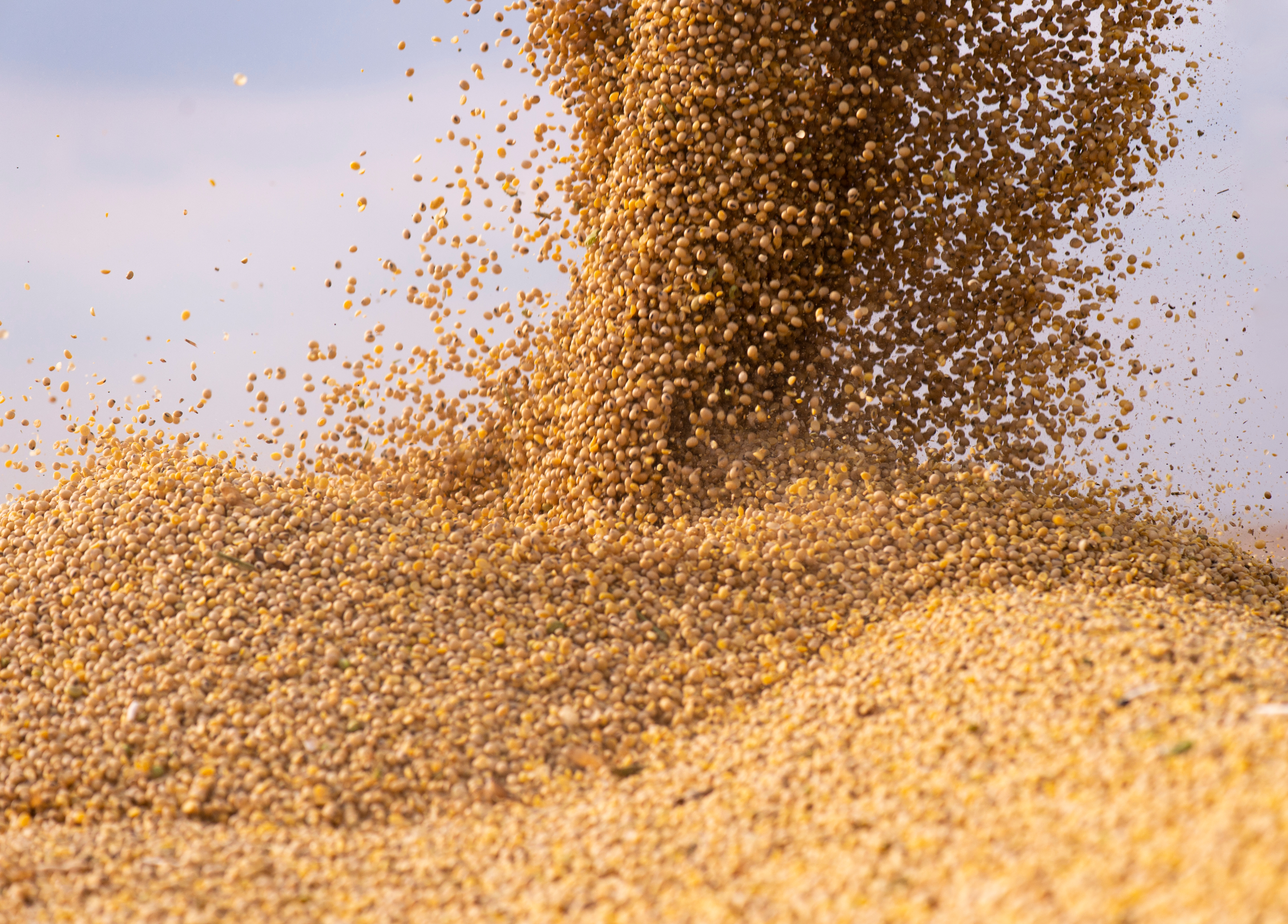 Pouring soy bean grain into tractor