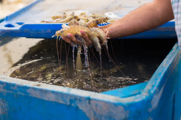 Shrimp broodstock