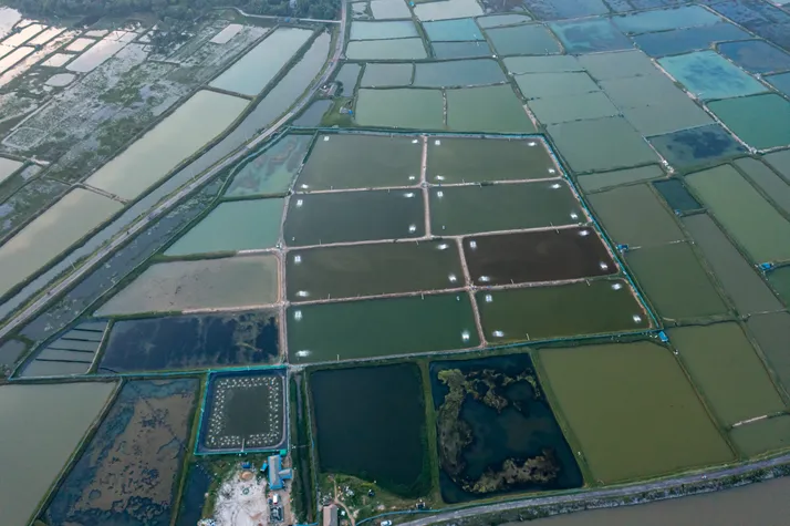 Shrimp farm in India