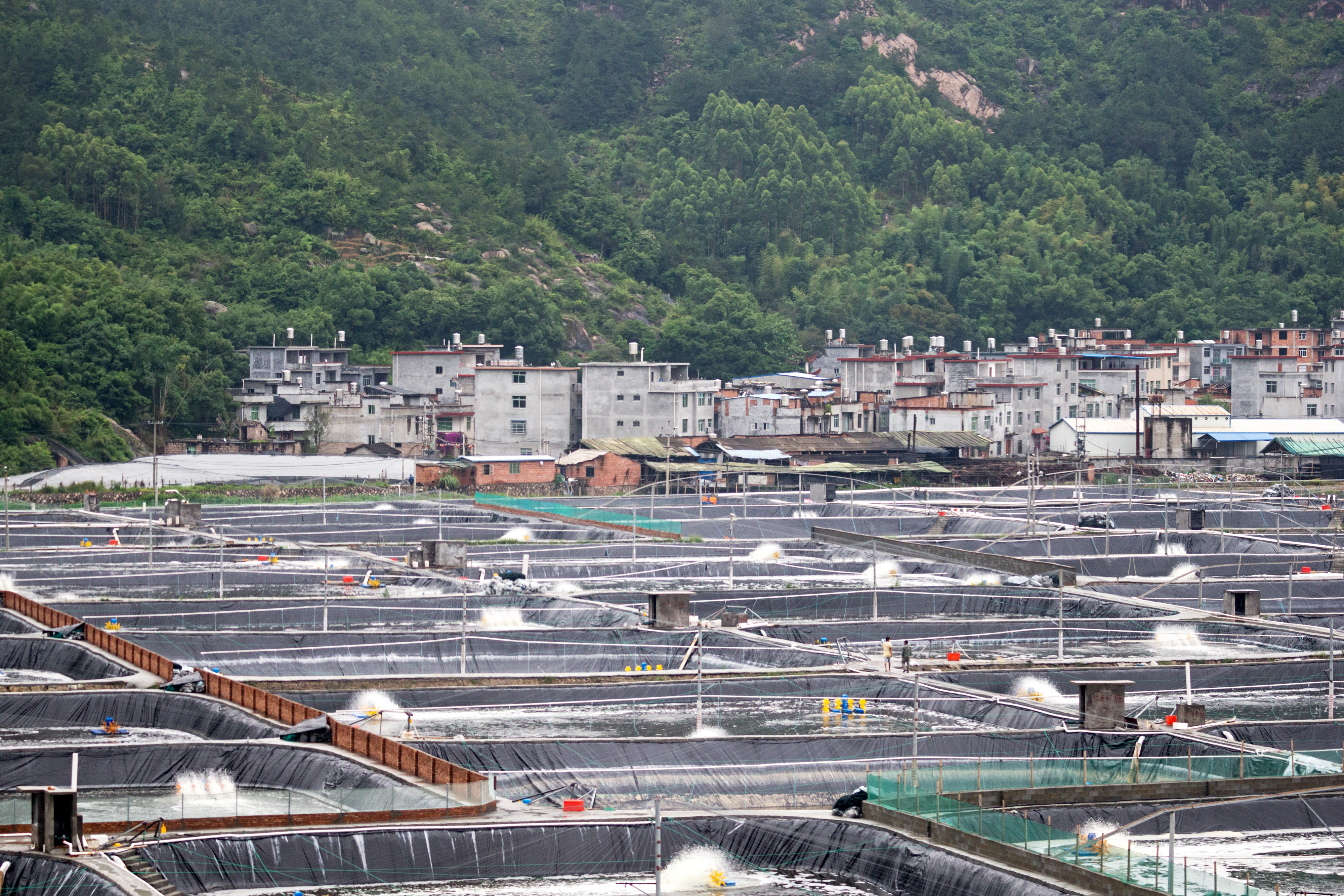 Shrimp farm in Xiapu, China