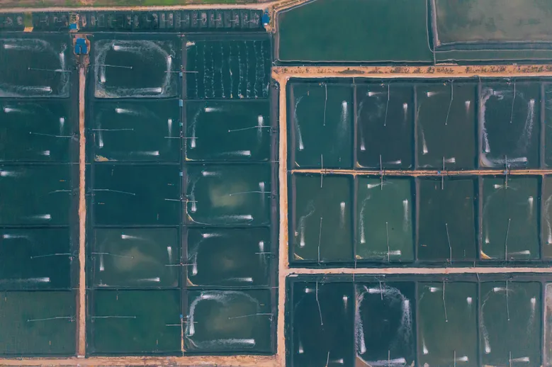 Shrimp farms in Nigeria