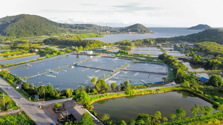 Shrimp farms in South-East Asia