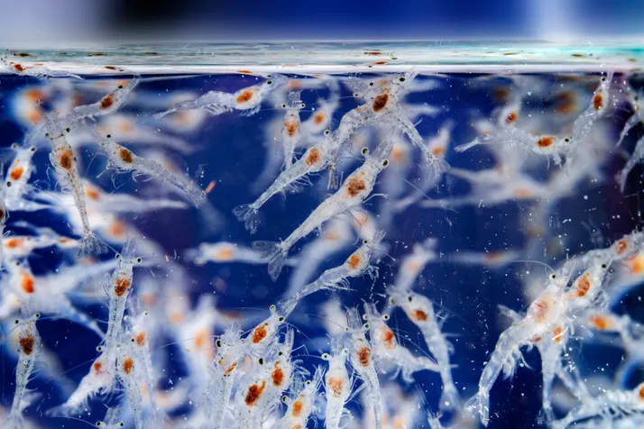 Shrimp post larvae