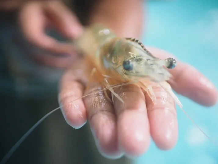 Whiteleg shrimp