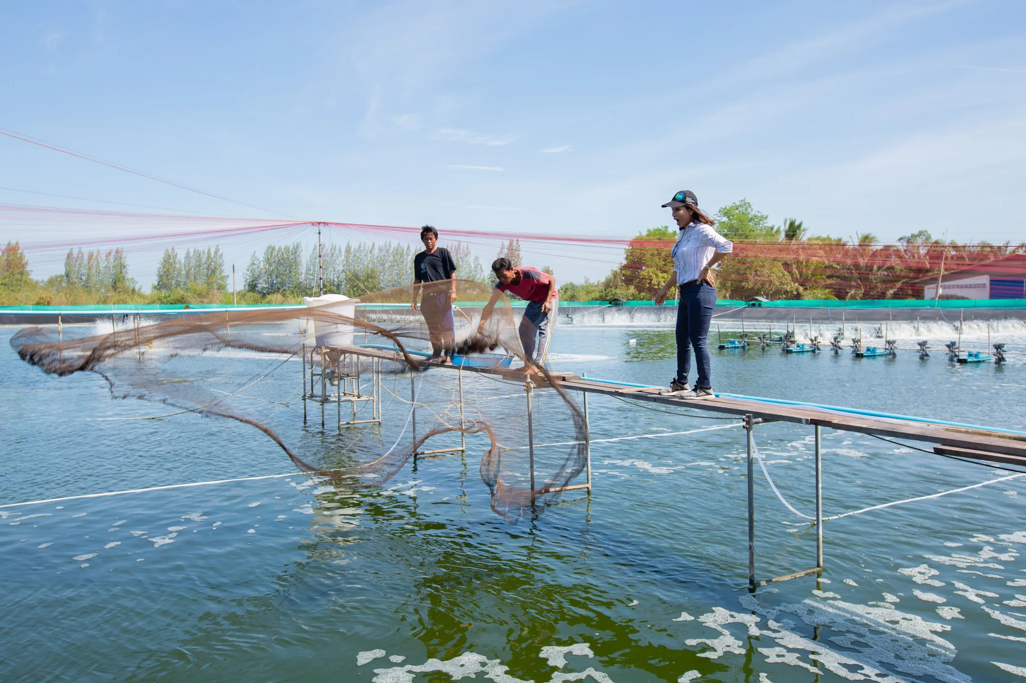 Collecting a pond sample