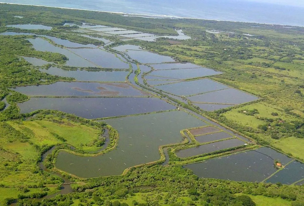 Mayasal Acuamaya shrimp, Guatemala