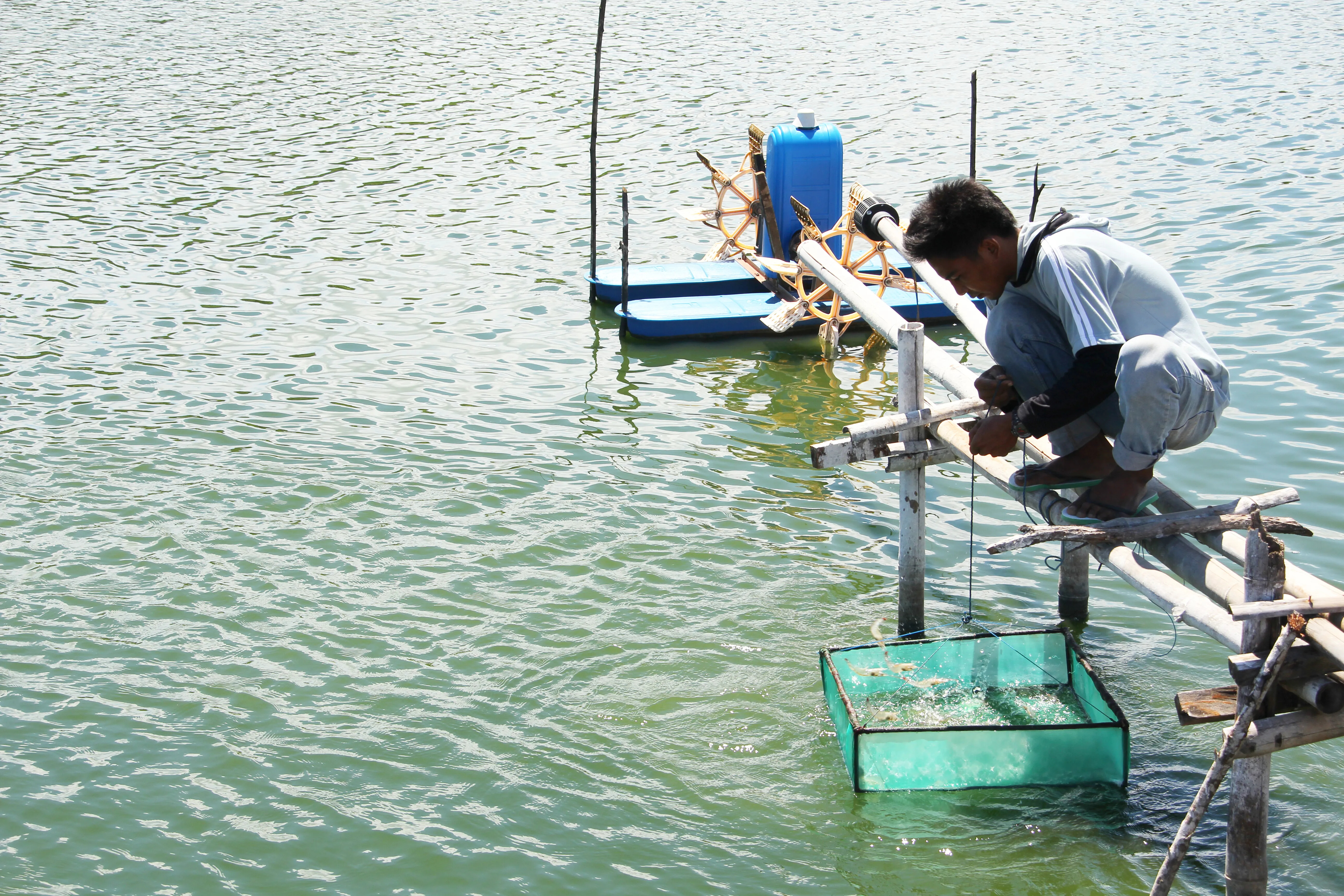 Shrimp farmer counting biomass