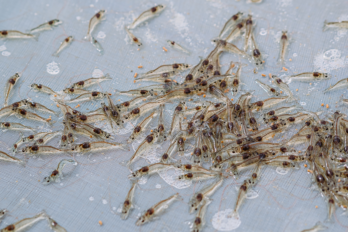 Shrimp on a sampling tray