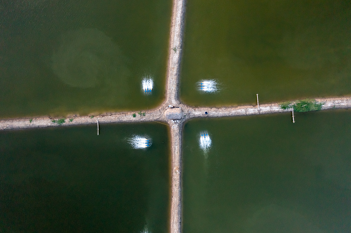 Shrimp ponds top-down view