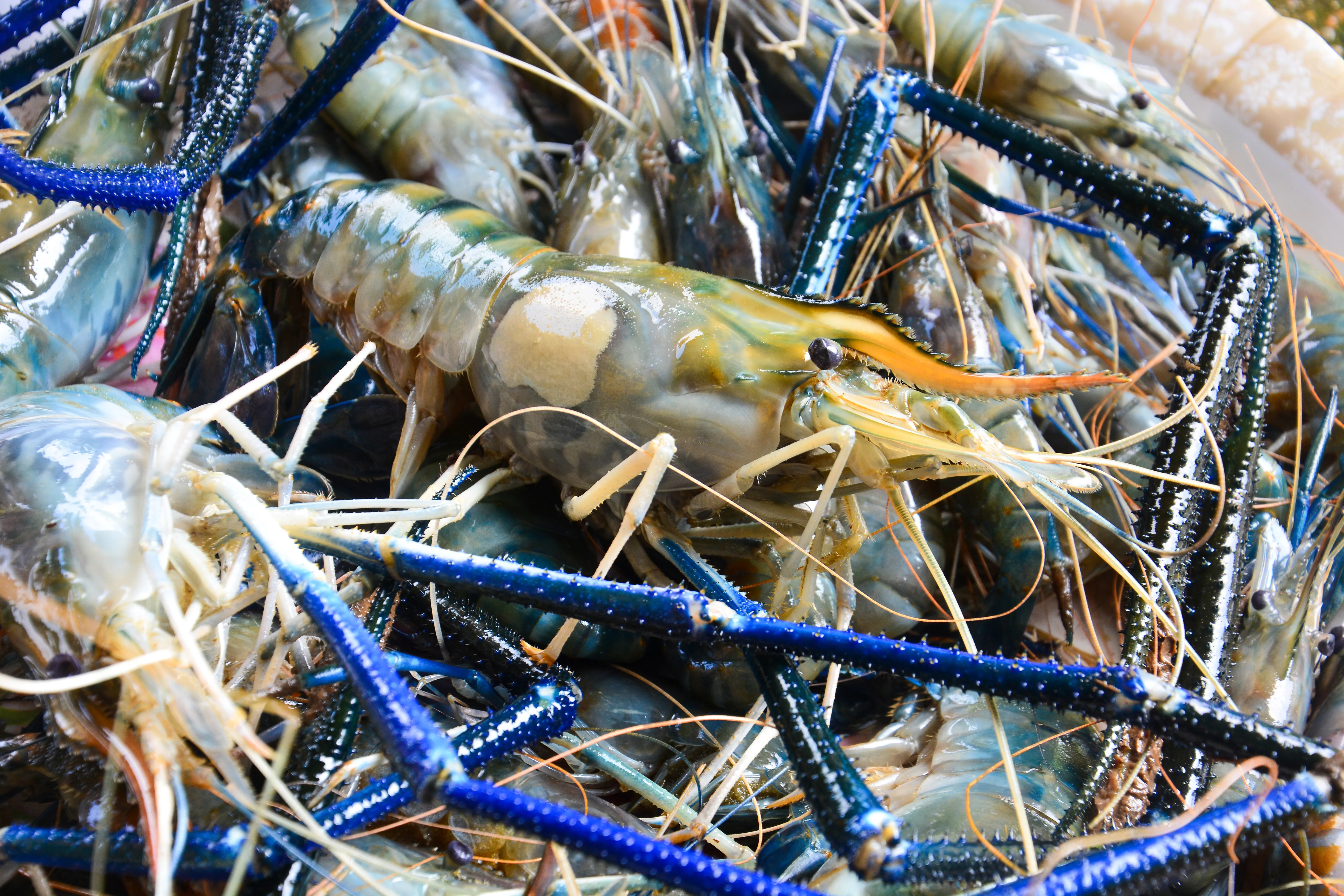 Giant river prawn - Machrobrachium rosenbergii