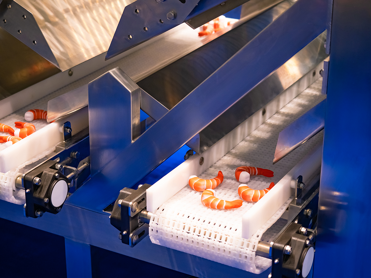 A conveyor in a shrimp processing plant