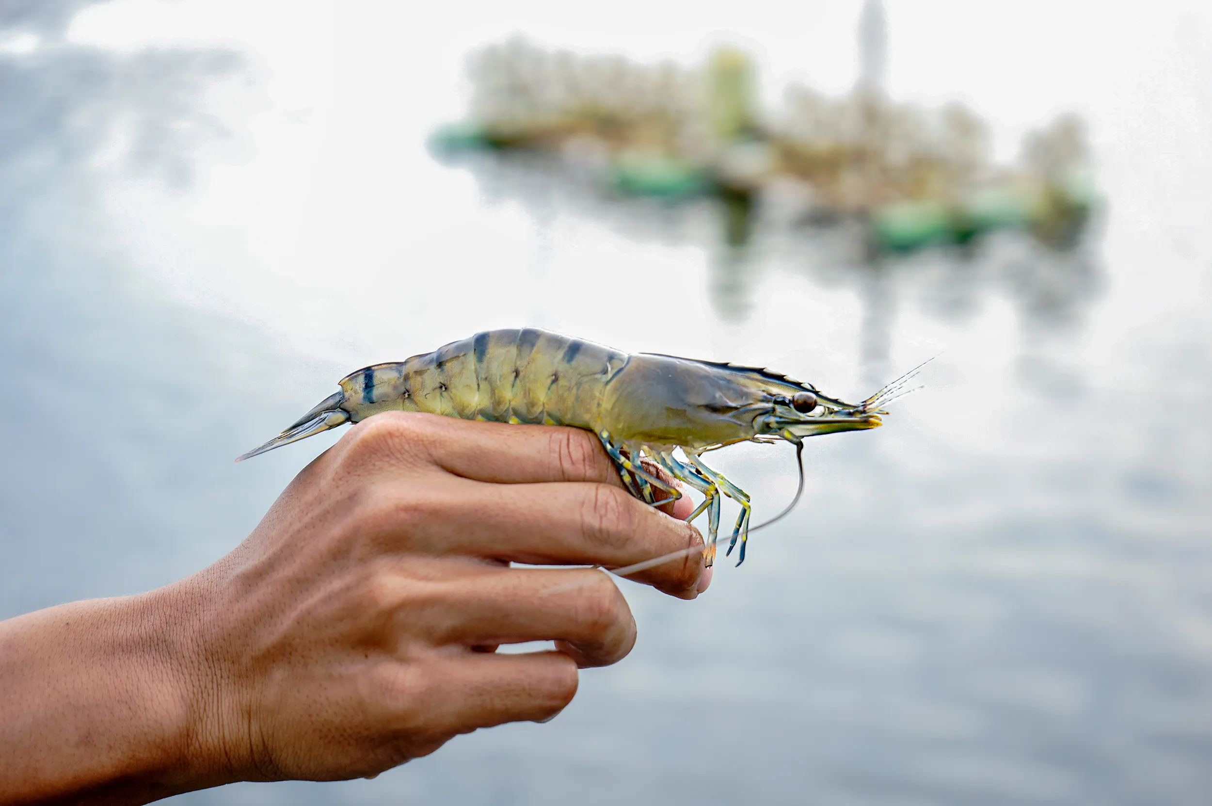 Tiger shrimp - P. monodon