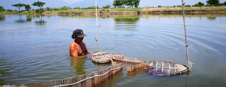 Farmer in pond