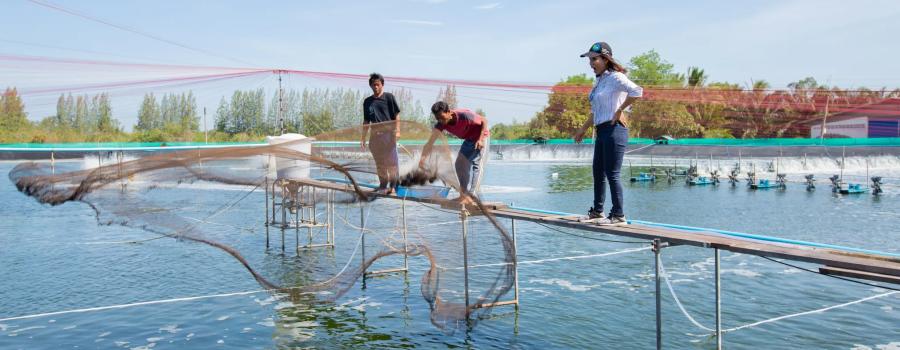 Collecting a pond sample