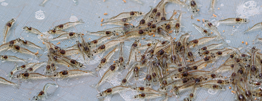 Shrimp on a sampling tray