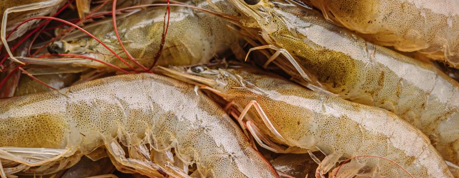 A bunch of whiteleg shrimp