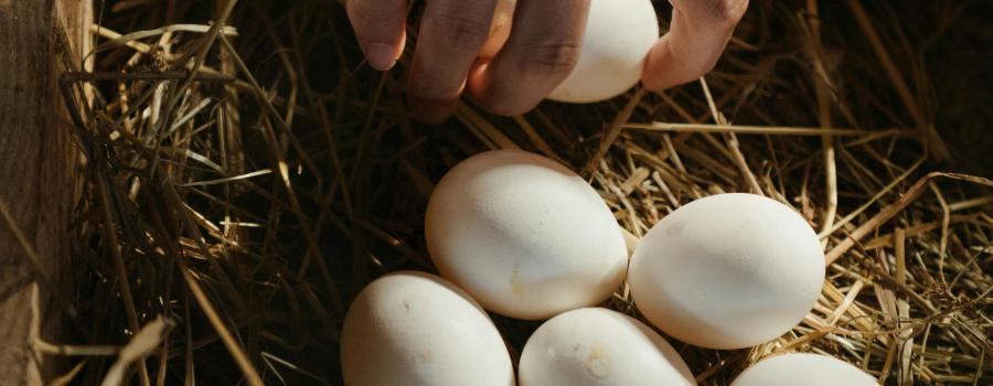 Hand picking a chicken egg