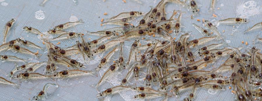 Shrimp juveniles on a testing tray