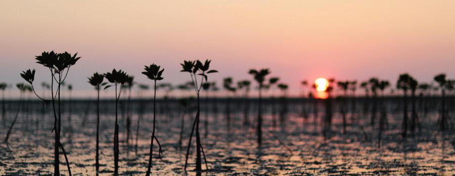 A silhouette of mangroves during the golden hour (by Alexey Demidov)