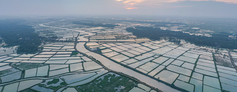 Shrimp ponds in India