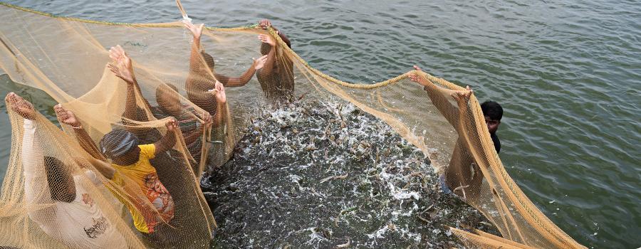 Shrimp farm harvest