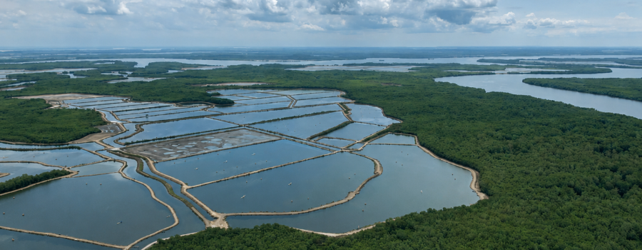 Shrimp farm in Ecuador
