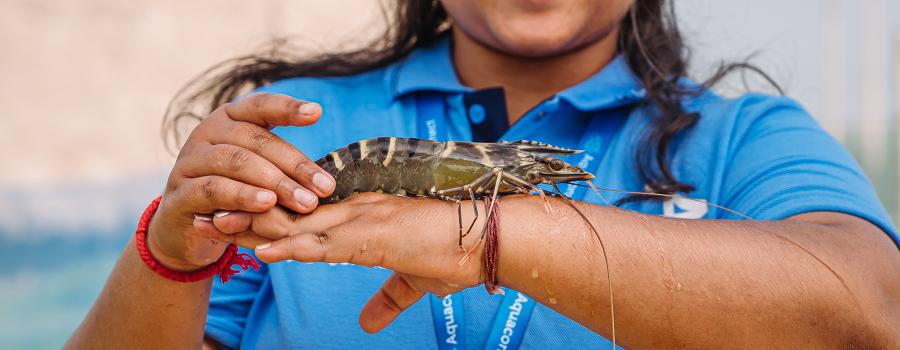 Black tiger shrimp held by a female on a forearm