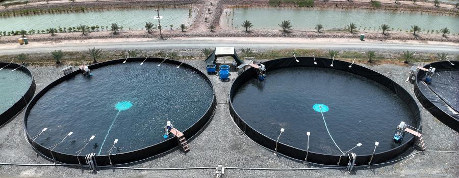 Modern shrimp farm in Vietnam