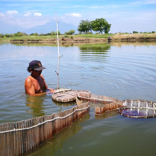 Farmer in pond