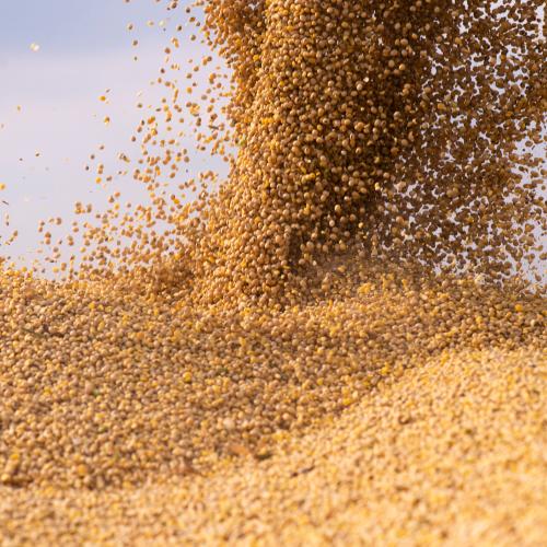 Pouring soy bean grain into tractor