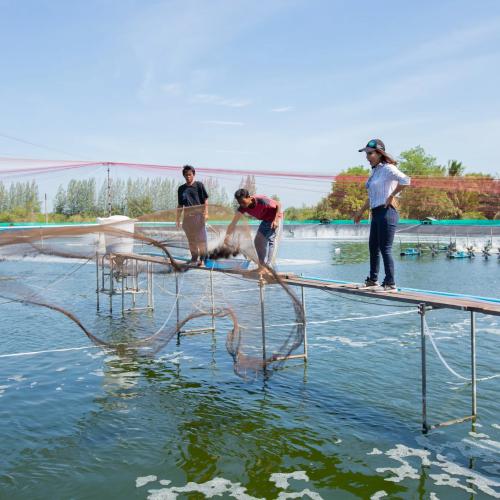 Collecting a pond sample