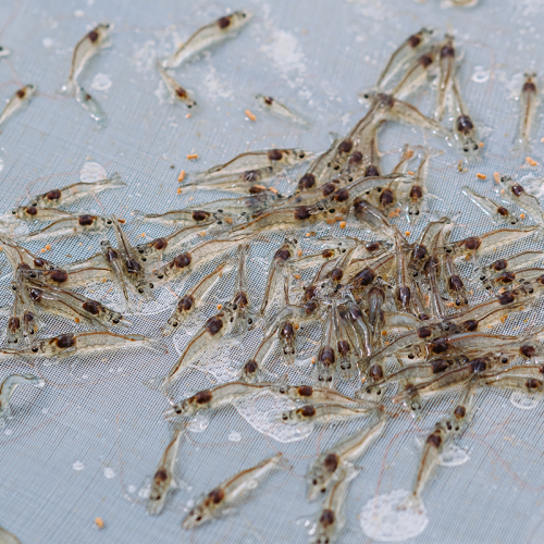 Shrimp on a sampling tray