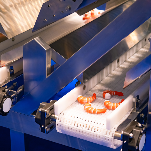 A conveyor in a shrimp processing plant