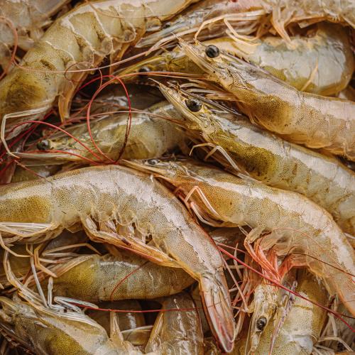 A bunch of whiteleg shrimp