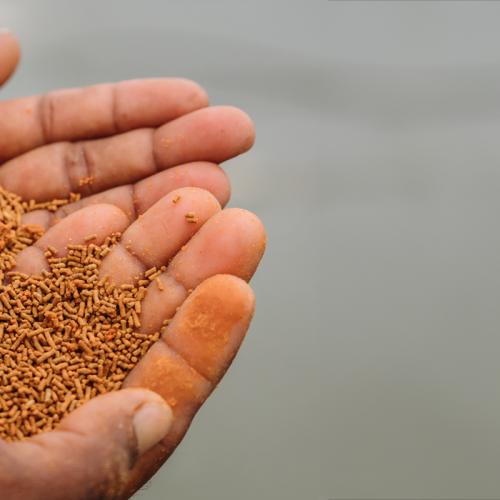 Hands holding shrimp feed