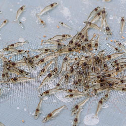 Shrimp juveniles on a testing tray