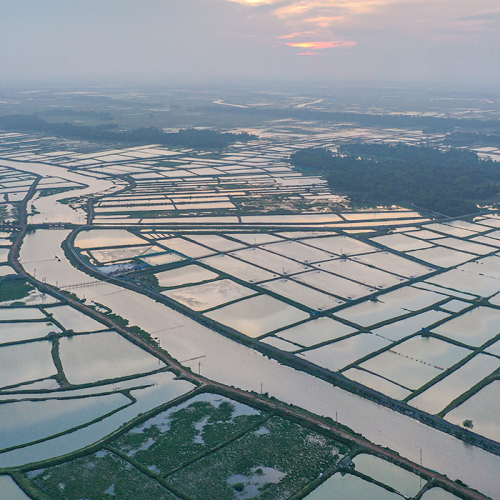 Shrimp ponds in India