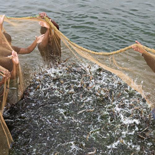 Shrimp farm harvest