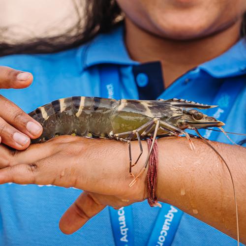 Black tiger shrimp held by a female on a forearm