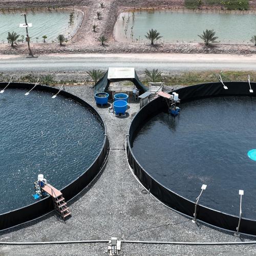 Modern shrimp farm in Vietnam